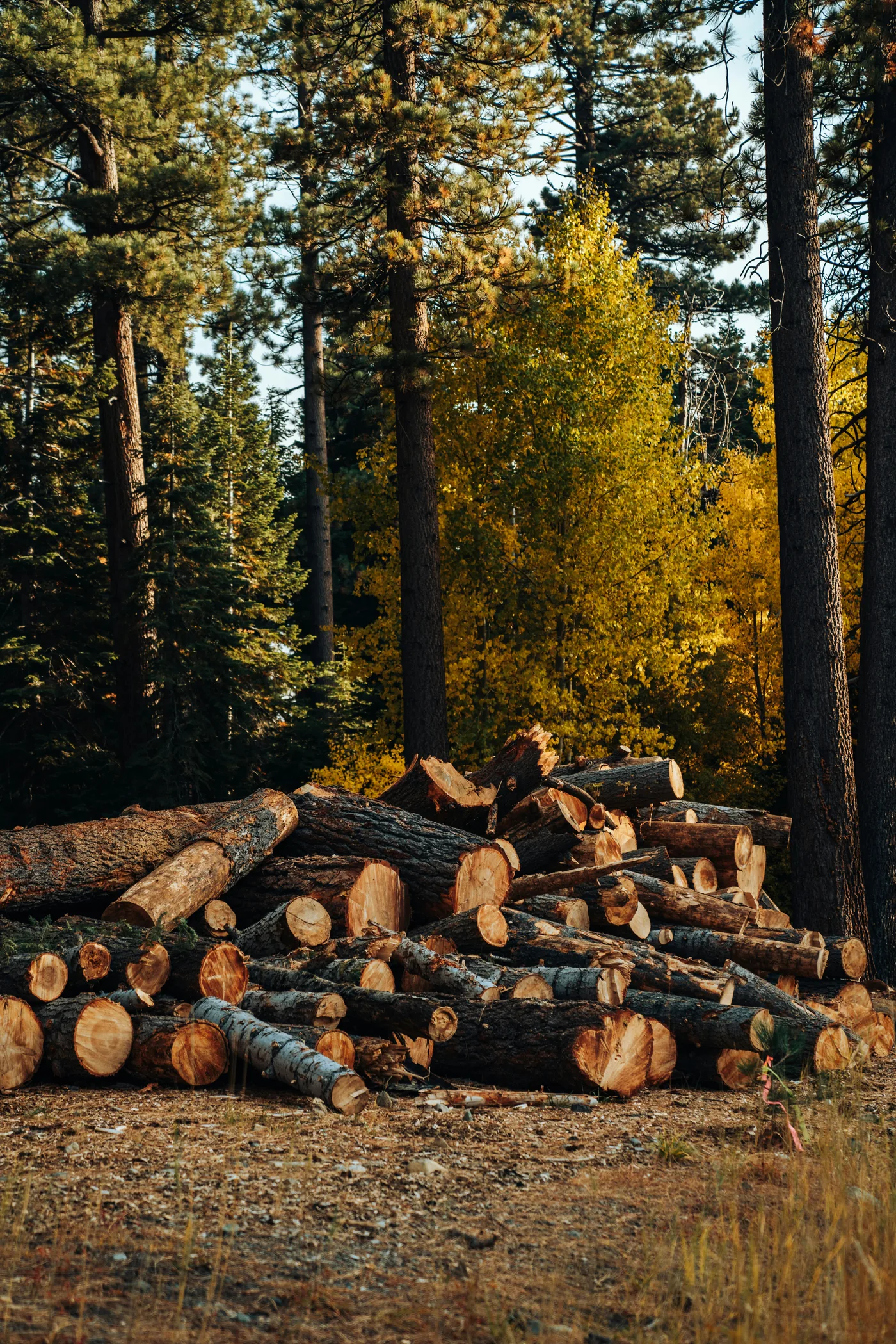 Illustrative photograph of stacked cut logs in a wooded setting